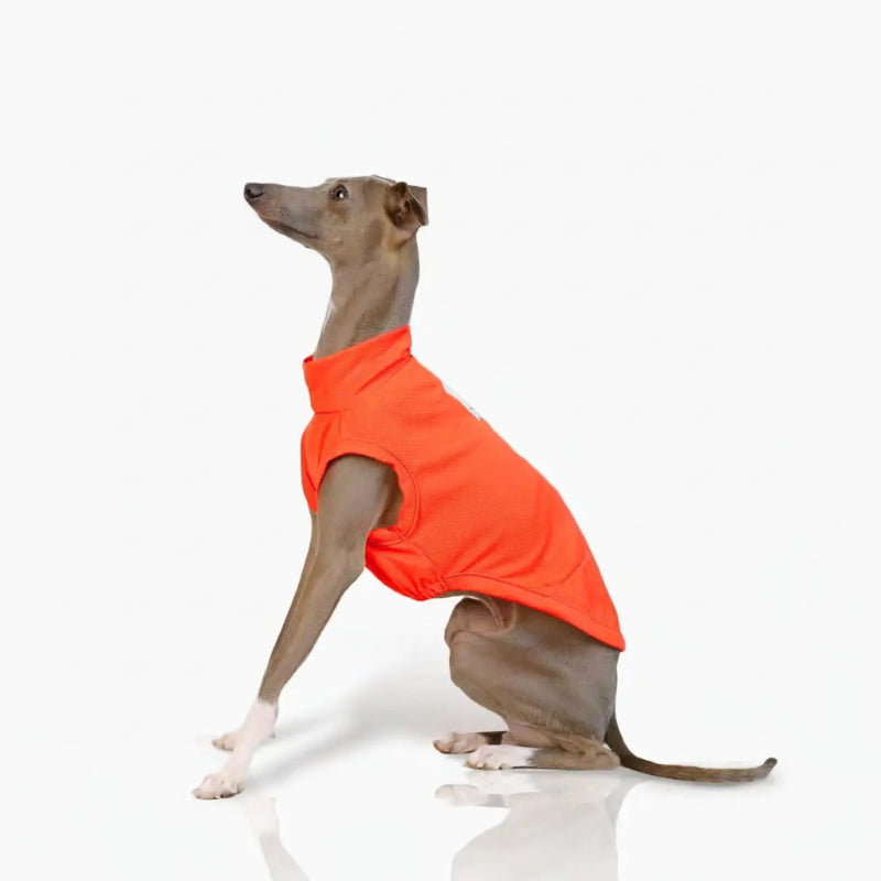 T-shirt respirant pour lévrier en orange, conçu pour le confort et la légèreté des chiens