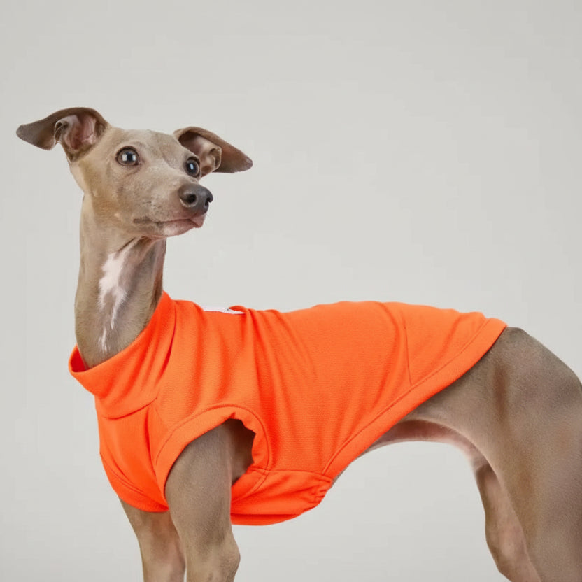 T-shirt respirant pour lévrier en couleur orange, conçu pour le confort des chiens élégants