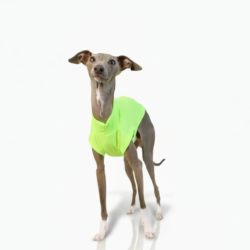 T-shirt respirant pour lévrier en vert fluo, parfait pour les journées ensoleillées