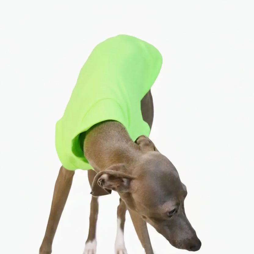 T-shirt respirant pour lévrier en vert fluo pour le confort des chiens actifs