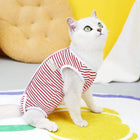 Chat blanc portant un tee-shirt post opératoire chat rayé rouge et blanc pour protection après chirurgie