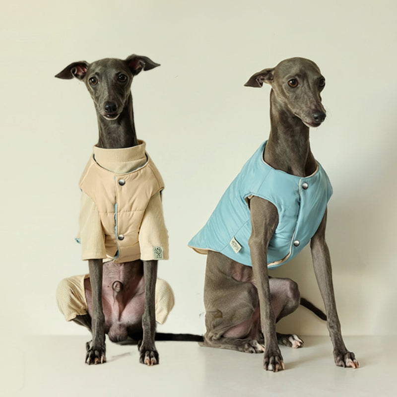 Veste chaude pour lévrier en beige et bleu, adaptée aux chiens élégants et confortables