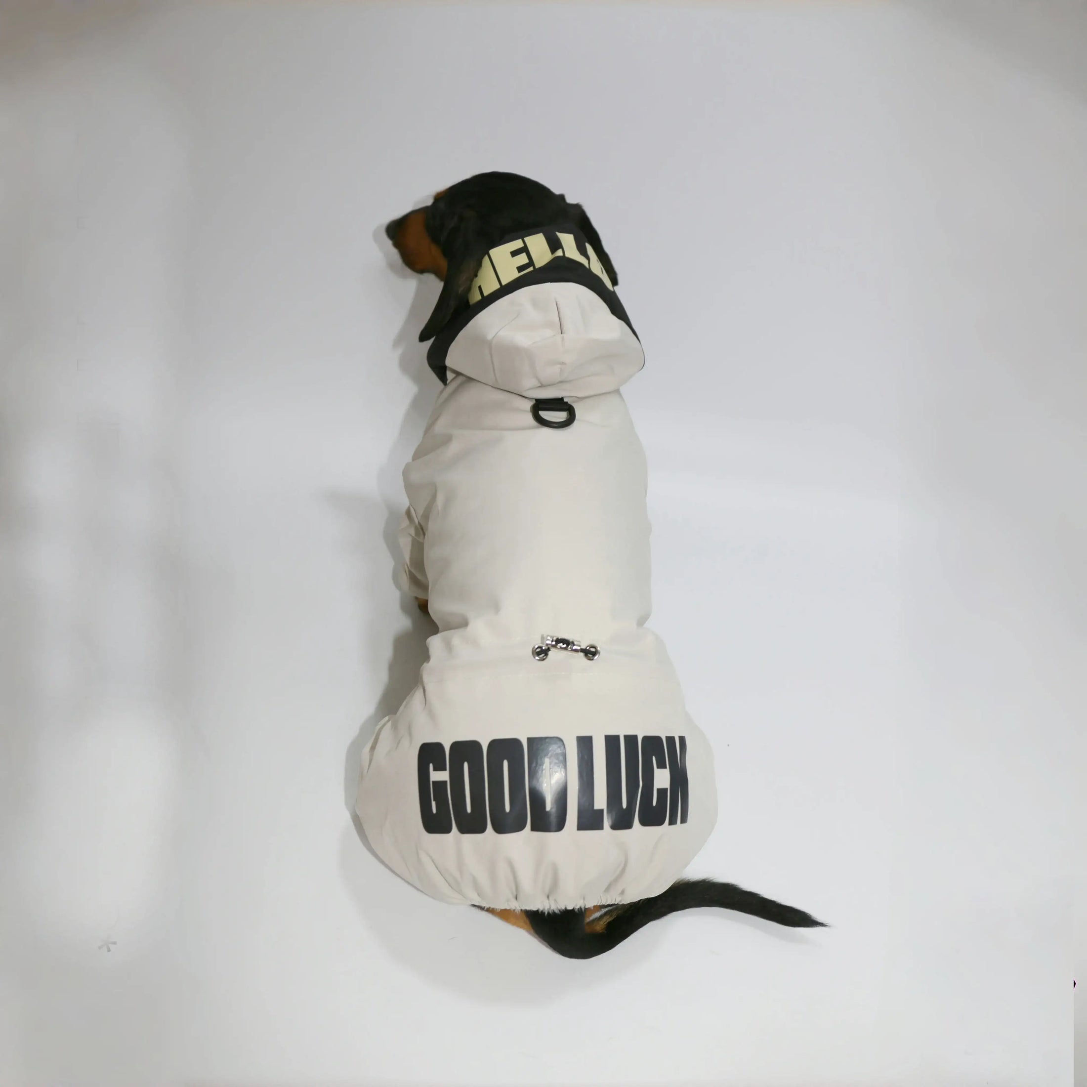 Veste coupe-vent pour teckel de la marque Oscar et Plume avec capuche et message imprimé