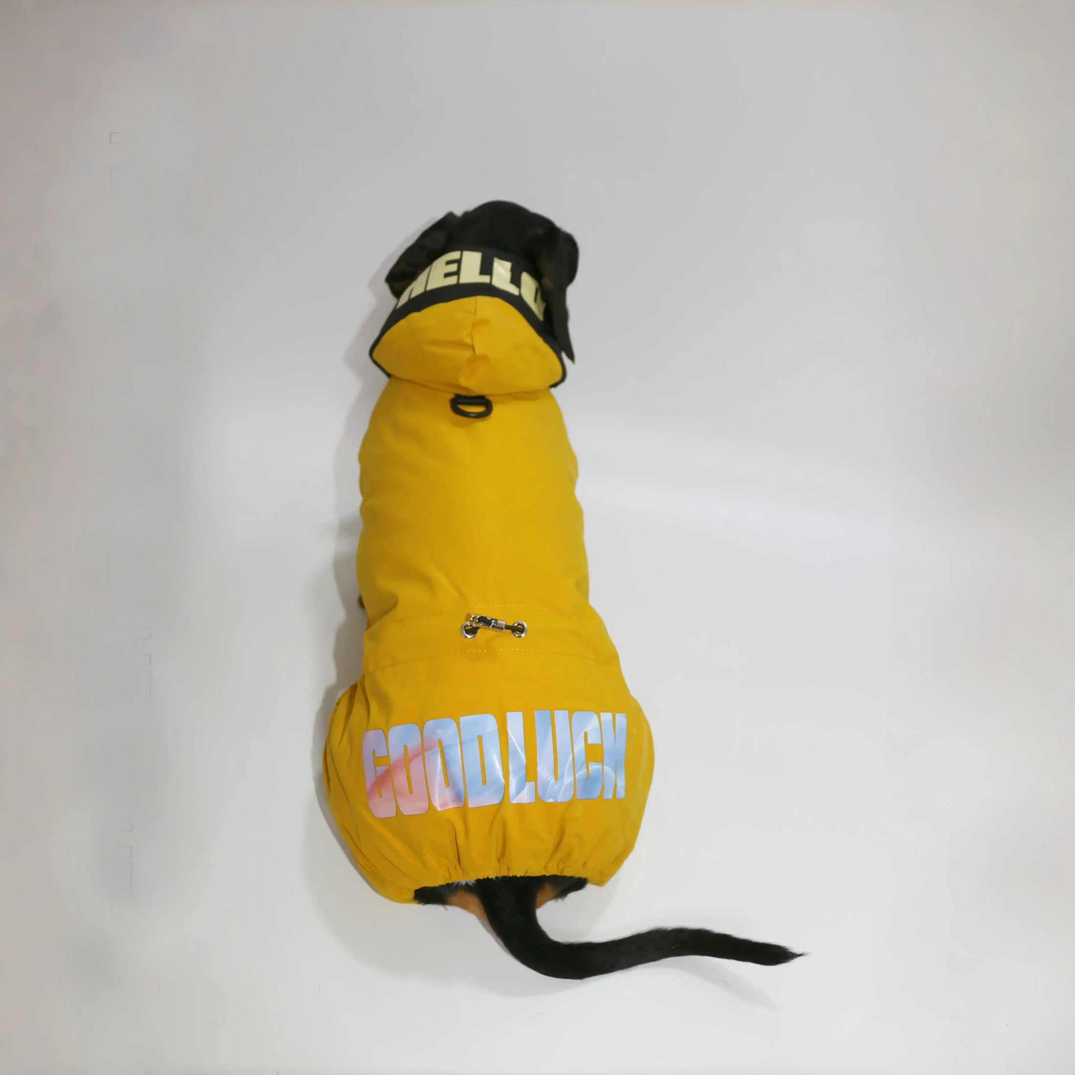 Veste coupe-vent pour teckel jaune avec inscription GOODLUCK et capuche élégante
