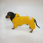Veste coupe-vent pour teckel en jaune avec capuche et logo stylisé sur le dos