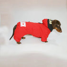 Veste coupe-vent pour teckel rouge avec capuche et imperscriptible au dos