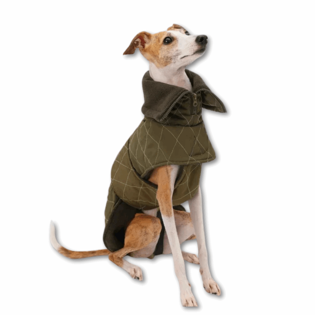 Veste élégante pour lévrier en olive avec col montant et design matelassé pour un style raffiné