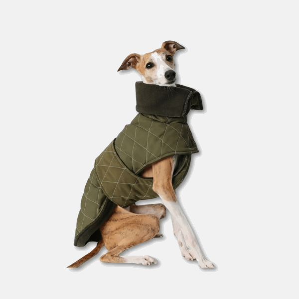 Veste élégante pour lévrier en vert avec un col haut pour le confort et le style.