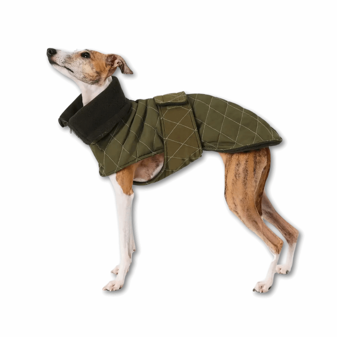 Veste élégante pour lévrier en tissu matelassé vert avec col rembourré pour le confort des chiens