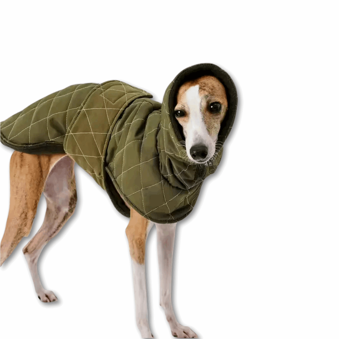 Veste élégante pour lévrier en olive avec capuche pour les journées fraîches