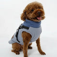 Carica l'immagine nel visualizzatore della galleria, Chien portant une veste hiver chien grise avec harnais intégré de la marque Oscar et Plume
