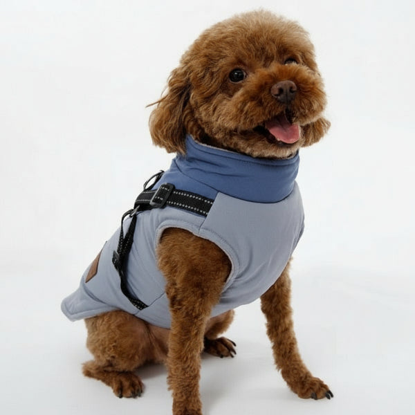 Chien portant une veste hiver chien grise avec harnais intégré de la marque Oscar et Plume