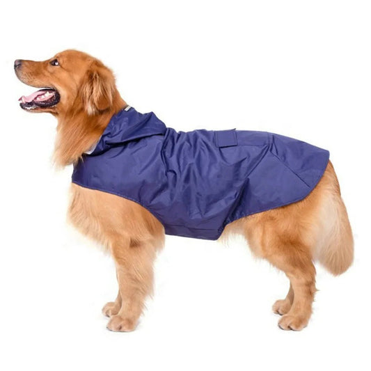 Golden retriever portant une veste imperméable chien bleue avec capuche pour protection contre la pluie