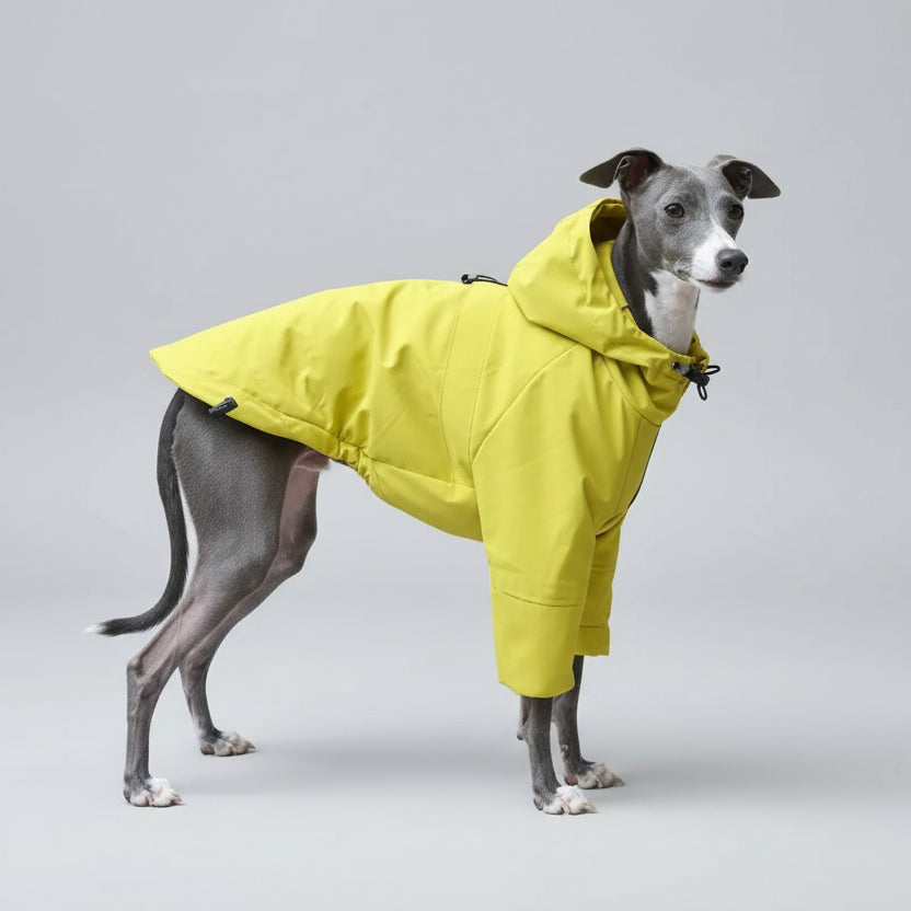 Veste imperméable lévrier jaune pour protéger votre chien des intempéries