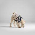 Charger l'image dans la visionneuse de la galerie, Veste imperméable pour chien Oscar et Plume en tissu léger et résistant pour promenades sous la pluie
