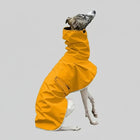 Chien lévrier portant une veste imperméable pour lévrier jaune vif avec col montant