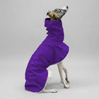 Lévrier portant une veste imperméable pour lévrier coloris violet par Oscar et Plume