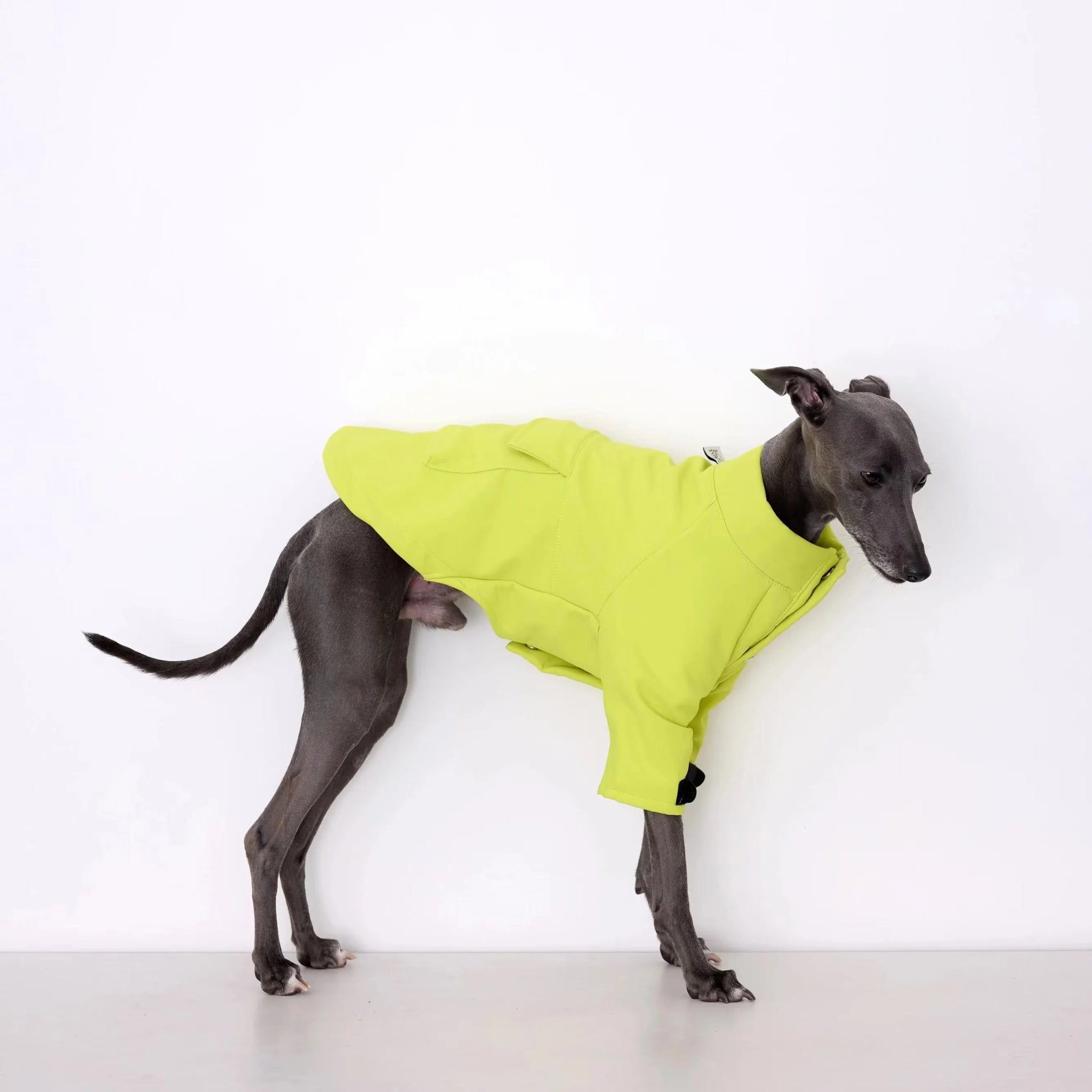 Veste pour Lévrier et Whippet Oscar et Plume Vert / S