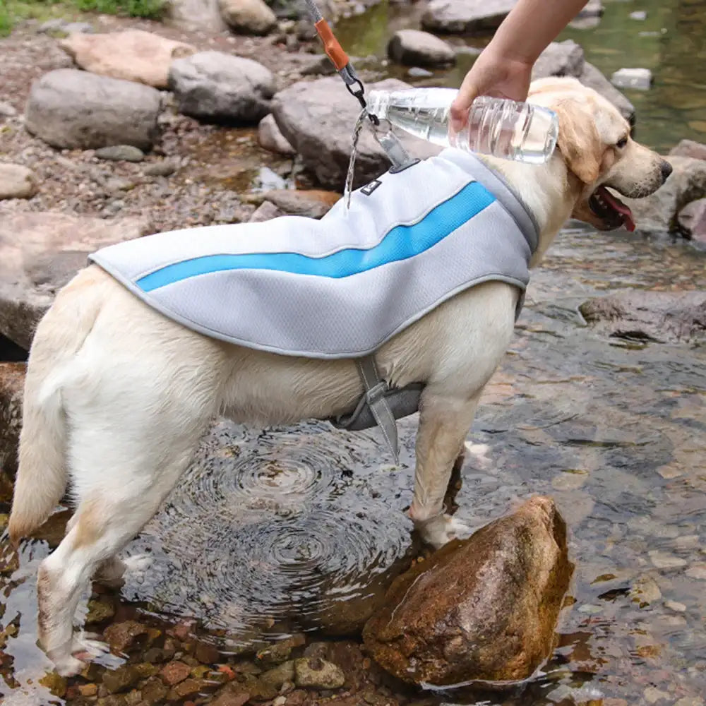 Veste rafraîchissante pour grand chien de Oscar et Plume, idéale pour les journées chaudes près de l'eau