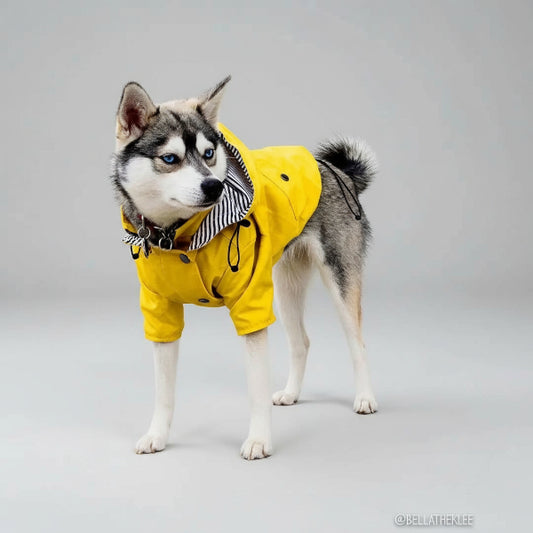 Chien husky portant un vêtement de pluie pour chien jaune avec capuche rayée Oscar et Plume