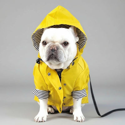 Chien bouledogue français portant un vêtement de pluie pour chien jaune avec capuche rayée
